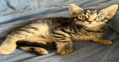 Mixed Breed cats in Waltham Cross - Advert 2