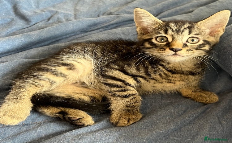 Mixed Breed cats in Waltham Cross - Advert 1