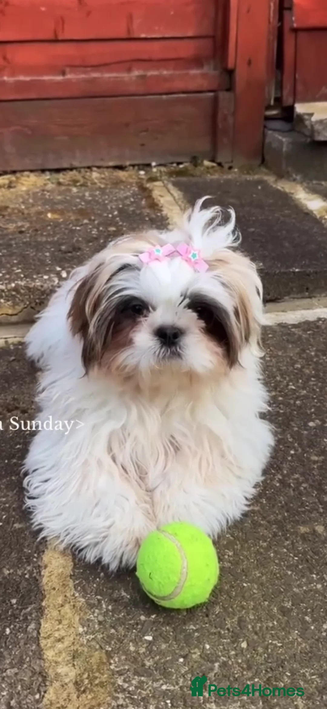 Shih Tzu dogs for sale: Female Shih tzu puppy in Leicester - Advert 1
