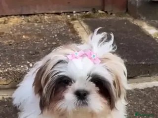Shih Tzu dogs Female Shih tzu puppy - Advert 8