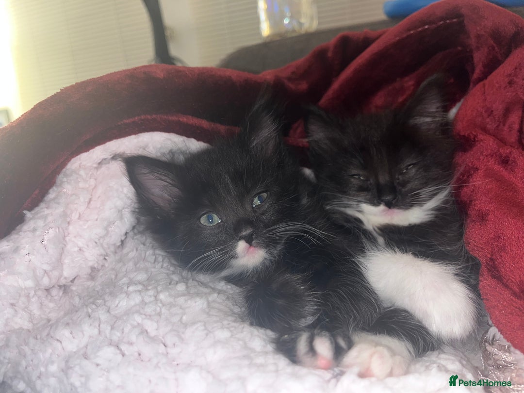 Maine Coon cats for sale: Maine coon/ rag doll kittens - Advert 4