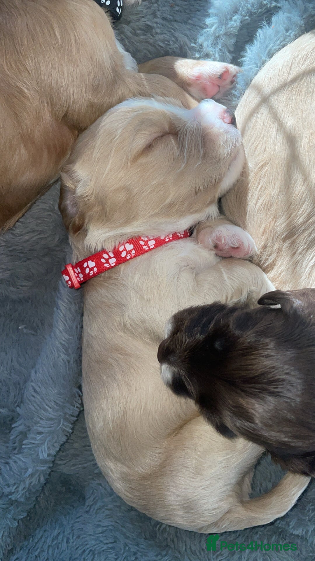 Mixed Breed dogs for sale: Cockapoo X Cavapoo Puppies - Image 10