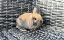 Mini Lop rabbits for sale: Cute Mini Lop Bunnies - Image 7
