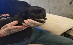 Mixed Breed dogs for sale: Little bundles of schweenie love!  - Image 8