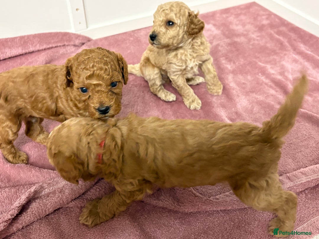 Cockapoo dogs for sale: Cockapoo puppies  - Advert 5