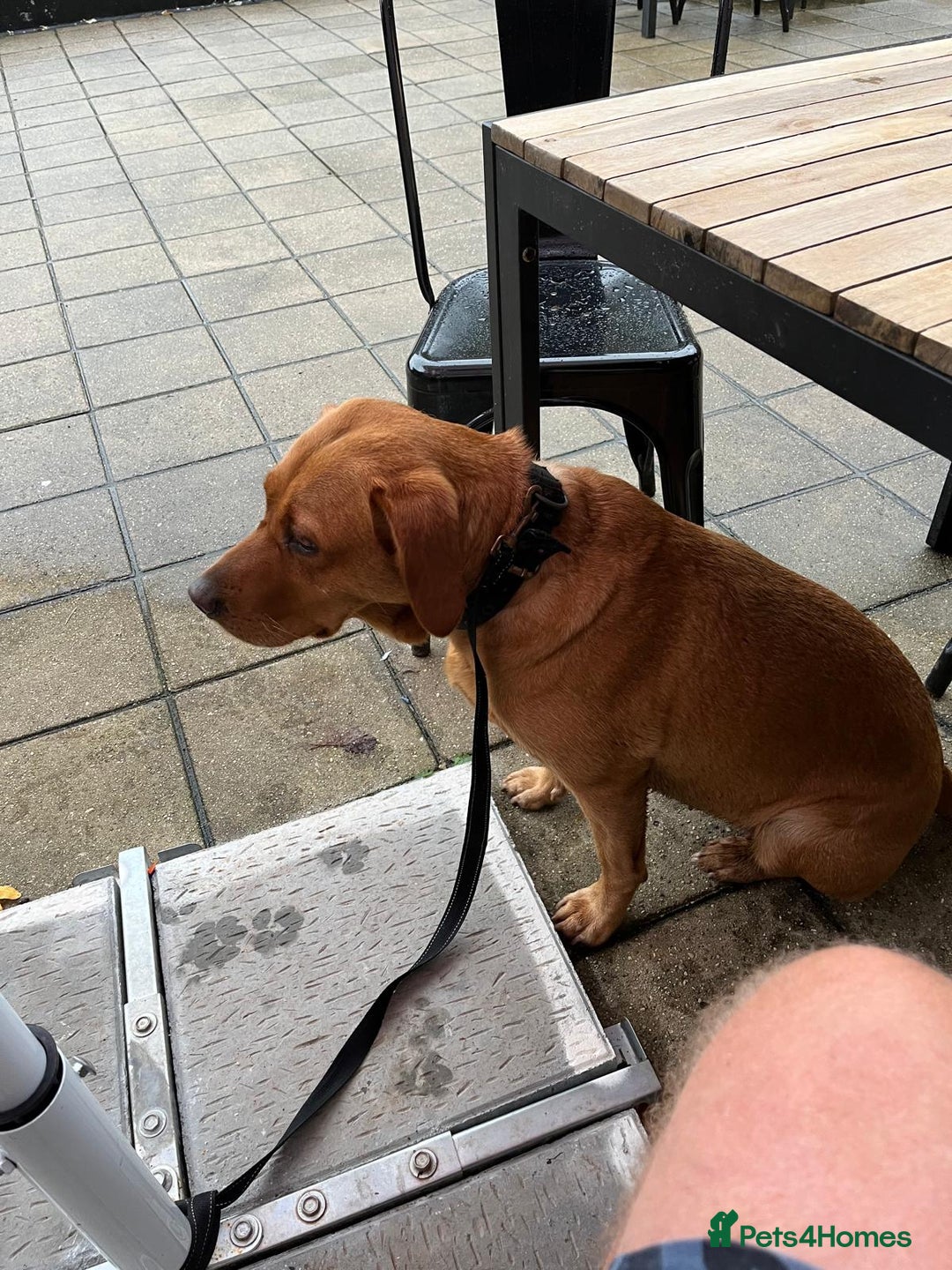 Labrador Retriever dogs for sale: KC Registered Fox Red Labrador Puppies - Advert 7