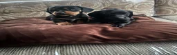 Dachshund dogs for sale: Dachshund  in Chesterfield - Advert 2