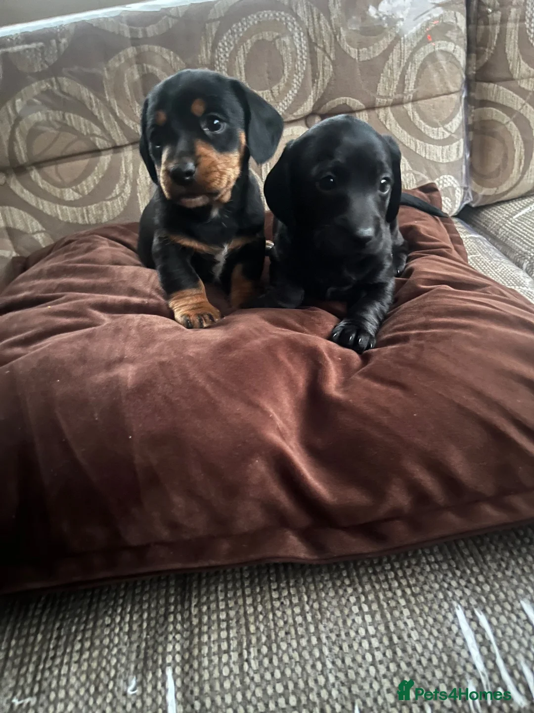 Dachshund dogs for sale: Dachshund  in Chesterfield - Advert 2