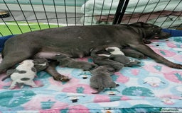 Staffordshire Bull Terrier dogs for sale: Stunning litter of Staffy Pups - Image 7