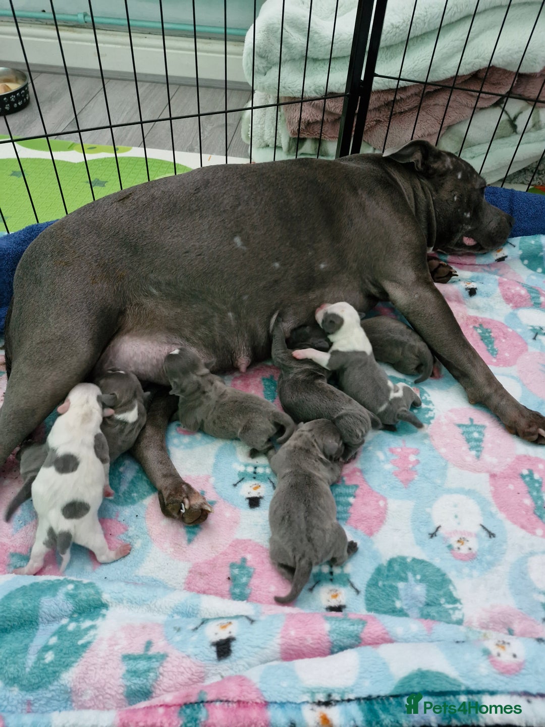 Staffordshire Bull Terrier dogs for sale: Stunning litter of Staffy Pups - Image 7