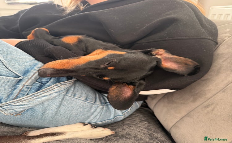 Miniature Dachshund dogs Dollie - Black & Tan Miniature Dachshund - Advert 3