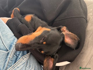 Miniature Dachshund dogs Dollie - Black & Tan Miniature Dachshund - Advert 12