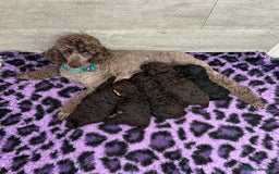 Miniature Poodle dogs for sale: Signature Miniature Poodle Puppies - Image 3