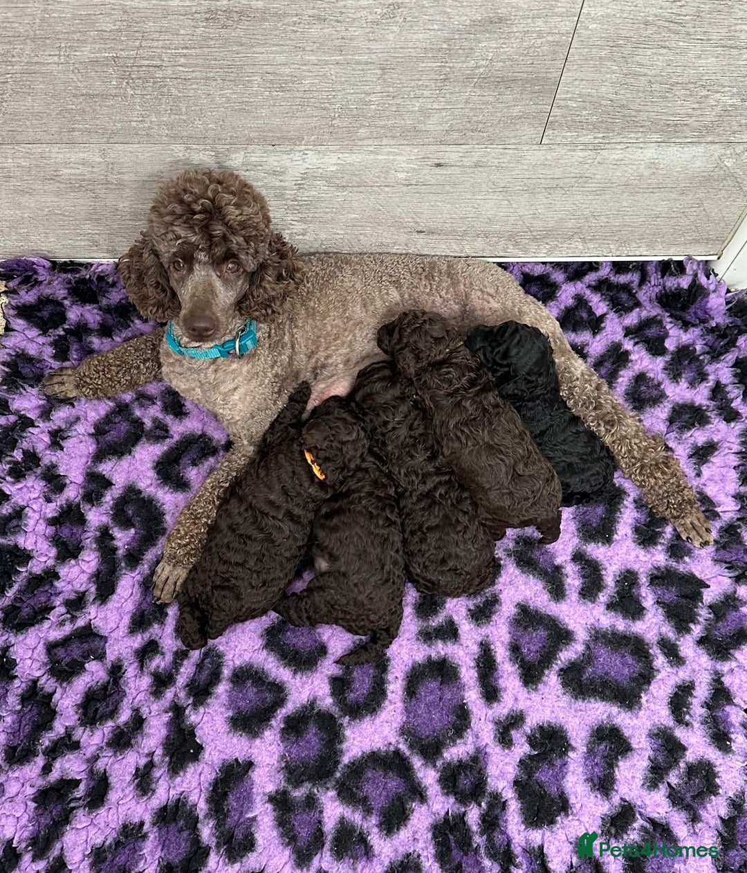 Miniature Poodle dogs for sale: Signature Miniature Poodle Puppies - Image 3