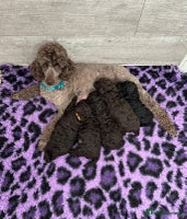 Miniature Poodle dogs - Advert 15