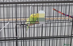 Budgerigars birds for sale: 3 male budgerigars.  - Advert 4
