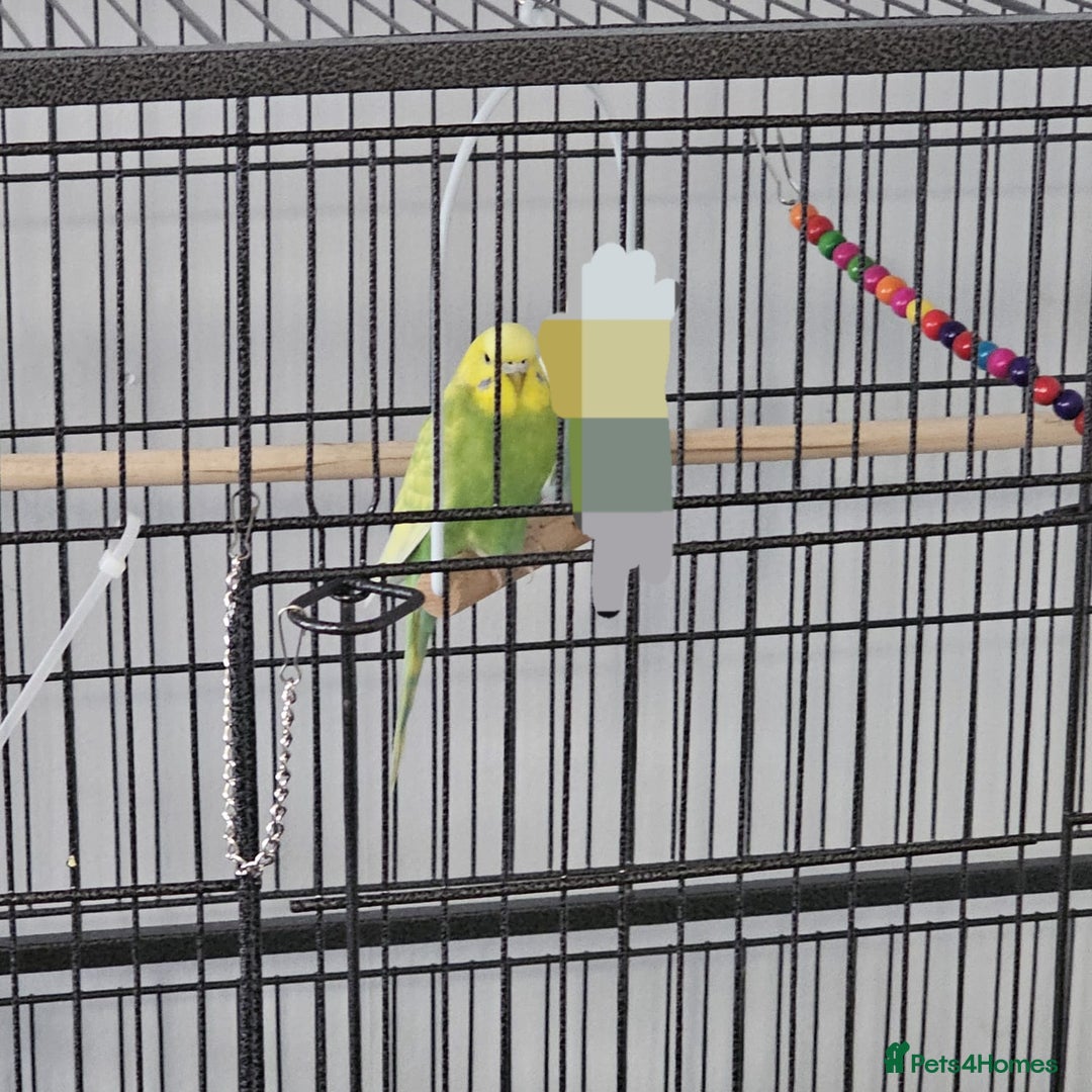 Budgerigars birds for sale: 3 male budgerigars.  - Advert 4