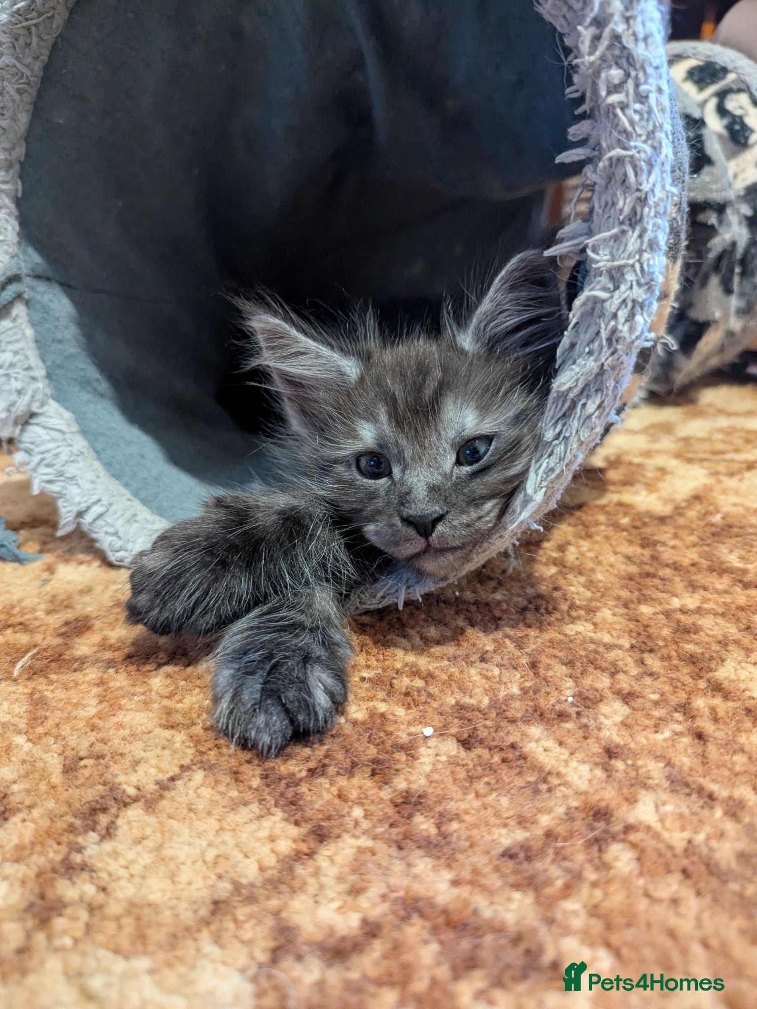 Maine Coon cats 🐾 GCCF Registered Maine Coon Kitten 🐾 - Advert 22
