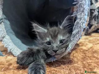 Maine Coon cats 🐾 GCCF Registered Maine Coon Kitten 🐾 - Advert 1