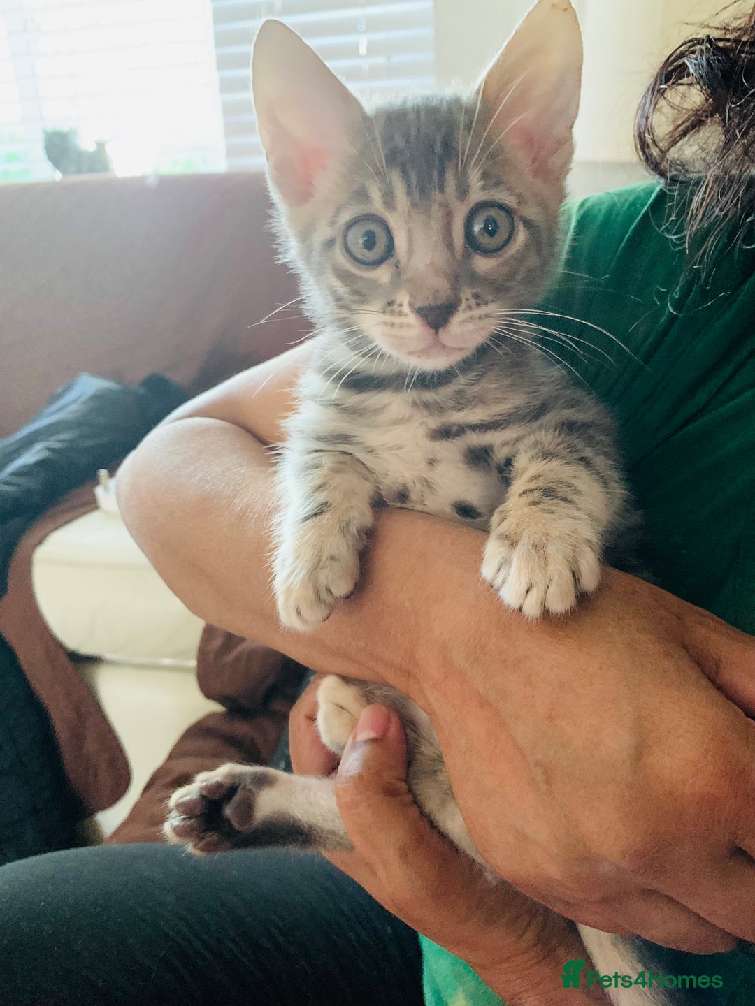 Bengal cats for sale: High Quality Rosetted Pure Breed Bengal in Chigwell - Image 5