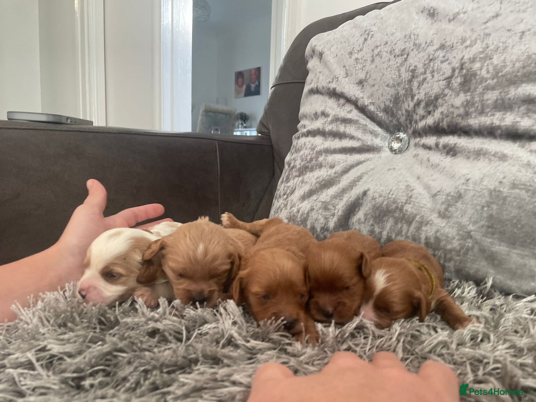 Cavapoo dogs for sale: Beautiful litter cavapoos - Advert 8