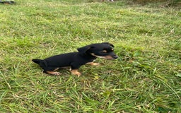 Jack Russell dogs for sale: Short legged smooth coated Jack Russell puppies  - Image 7