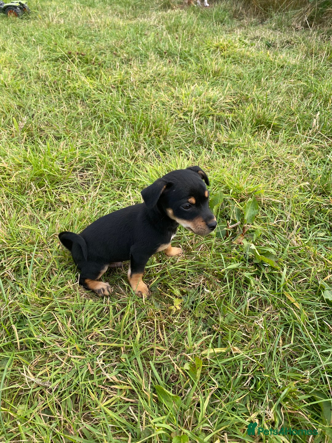 Jack Russell dogs for sale: Short legged smooth coated Jack Russell puppies  - Image 7