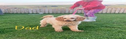 Cavapoo dogs for sale: Gorgeous Cavapoo Puppies - Advert 16