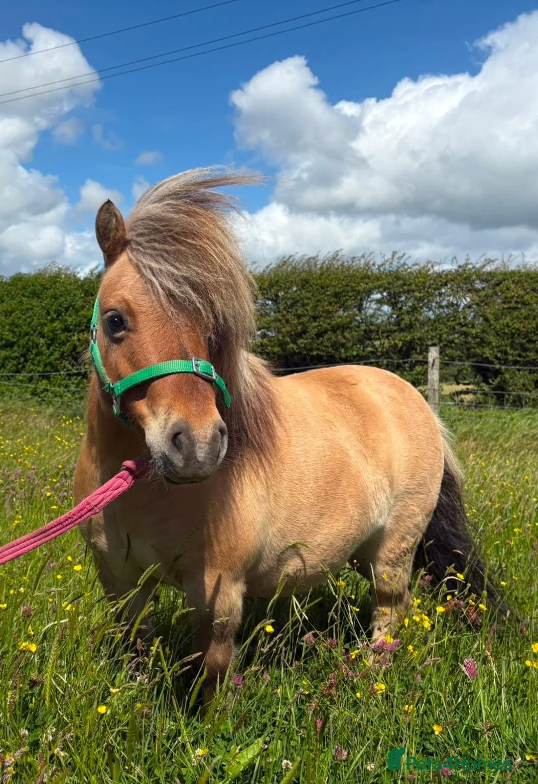 Shetland pony horses for sale: Shetland pony gelding  in Carmarthen - Advert 3
