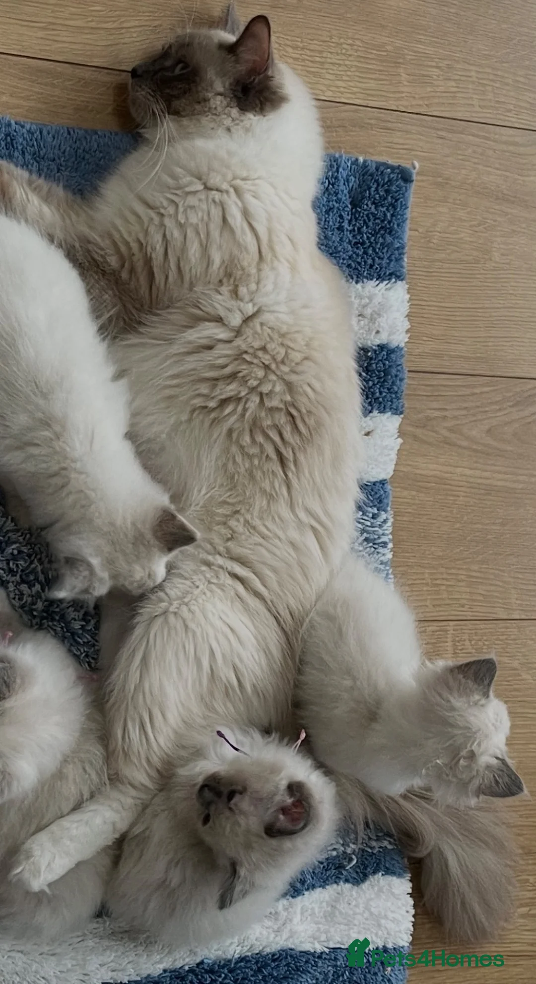 Ragdoll cats for sale: 4 GCCF registered Ragdoll kittens  - Advert 6