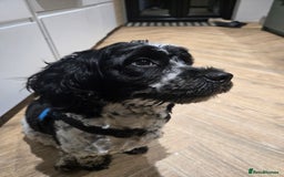 Sproodle dogs for sale: Sproodle 18 months - Image 1