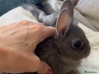 Netherland Dwarf rabbits for sale: Super friendly, 3 month old Netherland Dwarf girl - Advert 2