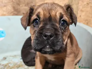 Boxer dogs Boxer pups 4 girls 2 boys - Advert 5