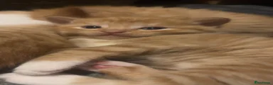 Boy 3