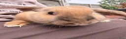 English Lop rabbits for sale: Female Rabbit - Advert 5