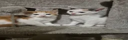Mixed Breed cats for sale: Gorgeous kittens  - Advert 14