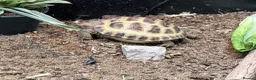 Tortoise reptiles for sale:  Horsfield's tortoise in Mansfield - Advert 4