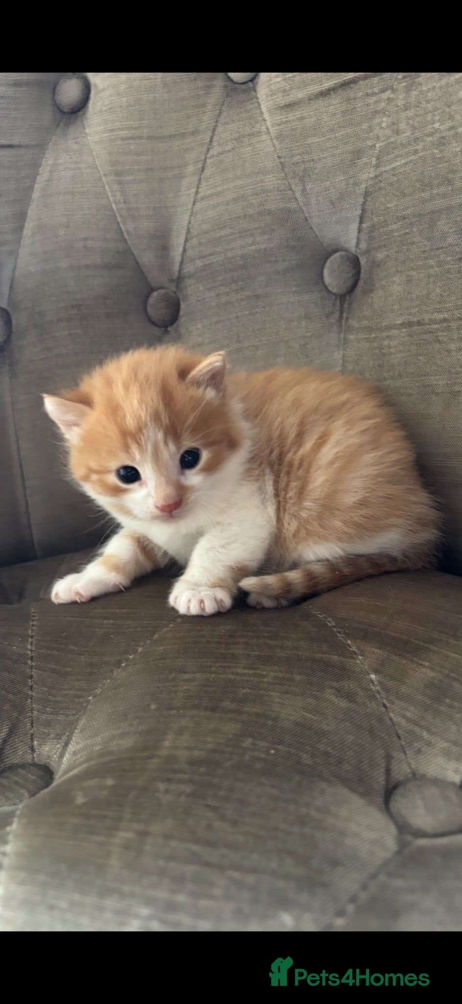Mixed Breed cats Kittens stunning mainecoonxbengal ready today 🐈💖 - Advert 2