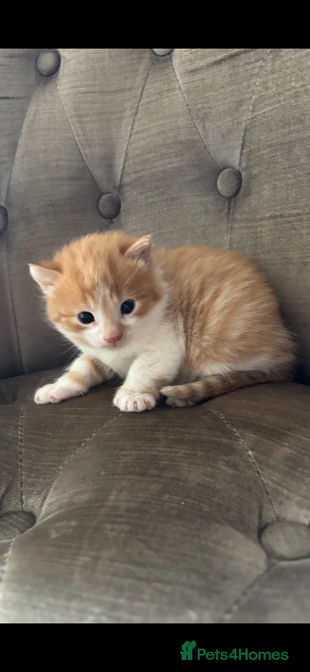 Mixed Breed cats for sale: Kittens stunning mainecoonxbengal ready today 🐈💖 - Advert 2