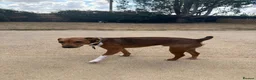 Mixed Breed dogs for sale: Terrier in Gillingham - Advert 2