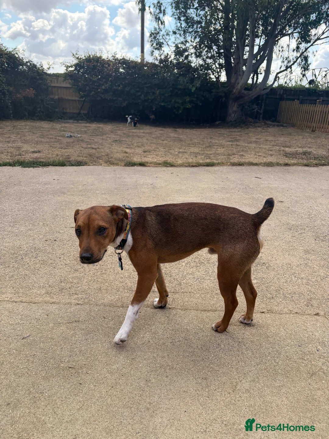 Mixed Breed dogs for sale: Terrier in Gillingham - Advert 2