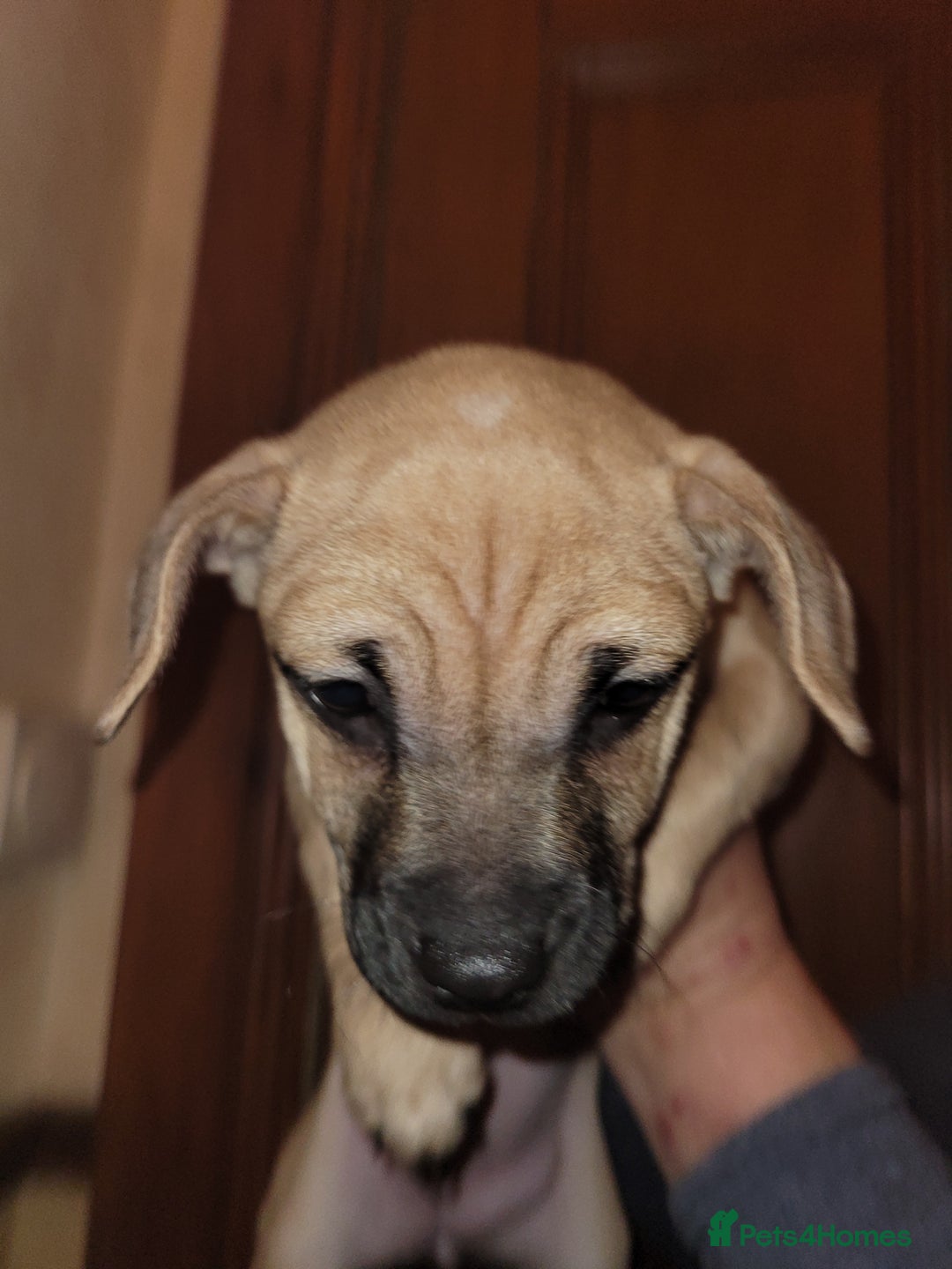 Jug dogs for sale: 15 week old brother and sister Jug puppies  - Advert 3