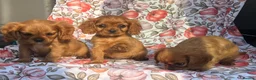 Cavalier King Charles Spaniel dogs for sale: Beautiful Cavalier king Charles spaniel puppies - Advert 7
