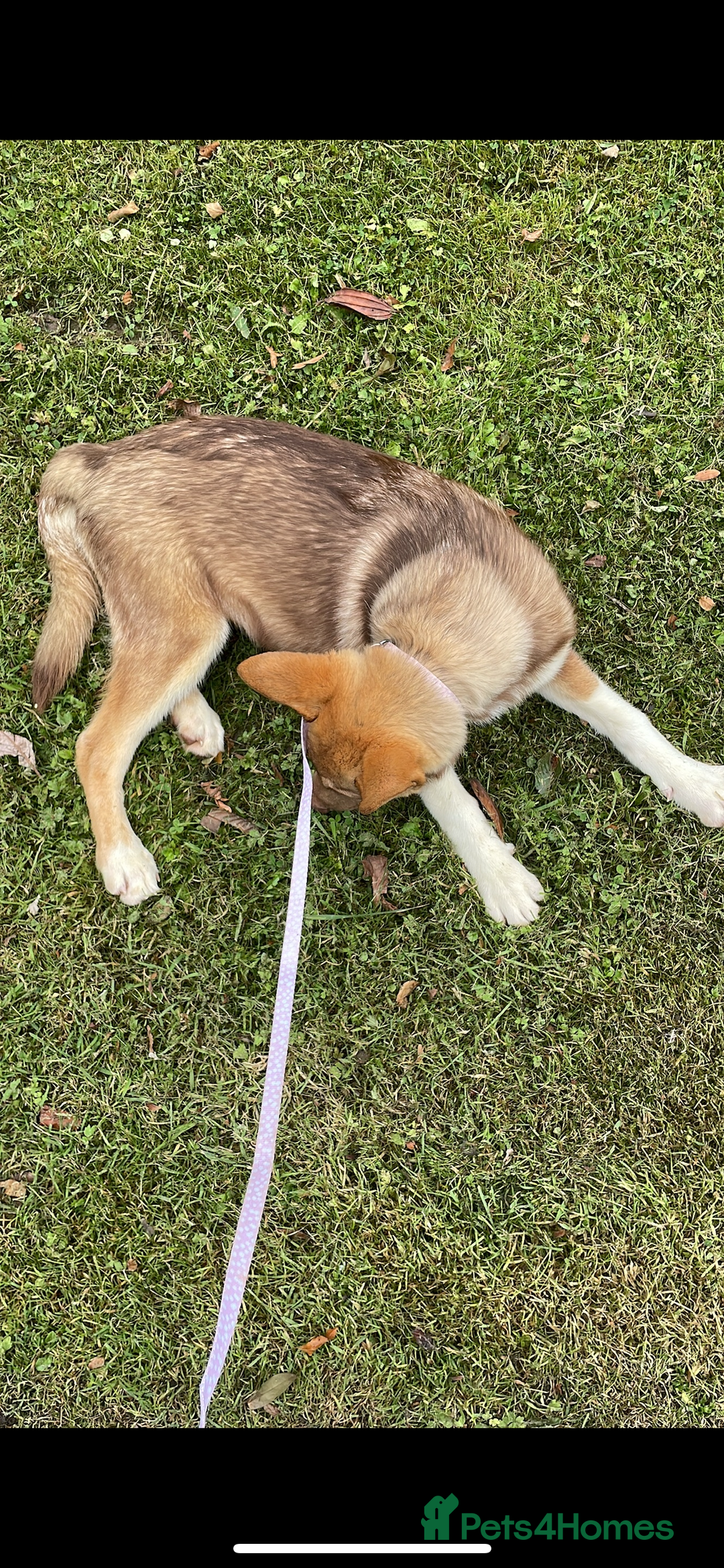 Huskita dogs for sale: Beautiful Female Huskita puppy - Image 2