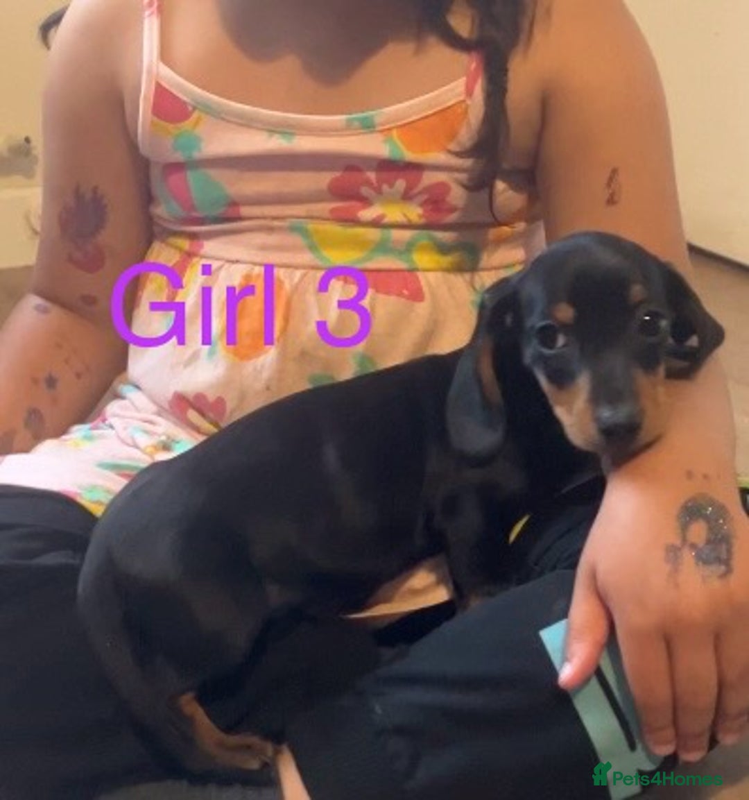 Dachshund dogs for sale: Dachshund puppies AVAILABLE NOW  - Image 16