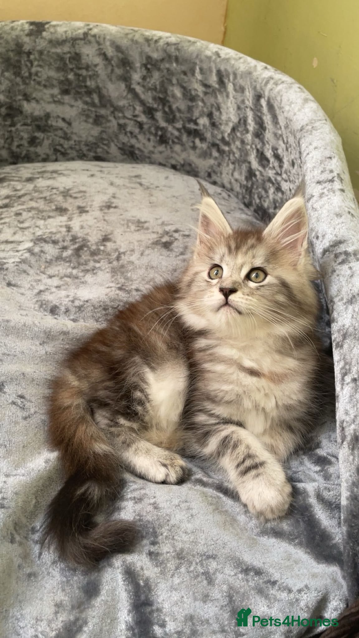 Maine Coon cats Beautiful Tica Registered kittens - Advert 1