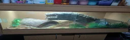 Python Snake reptiles for sale: Firebee ball python with viviuram  - Advert 3