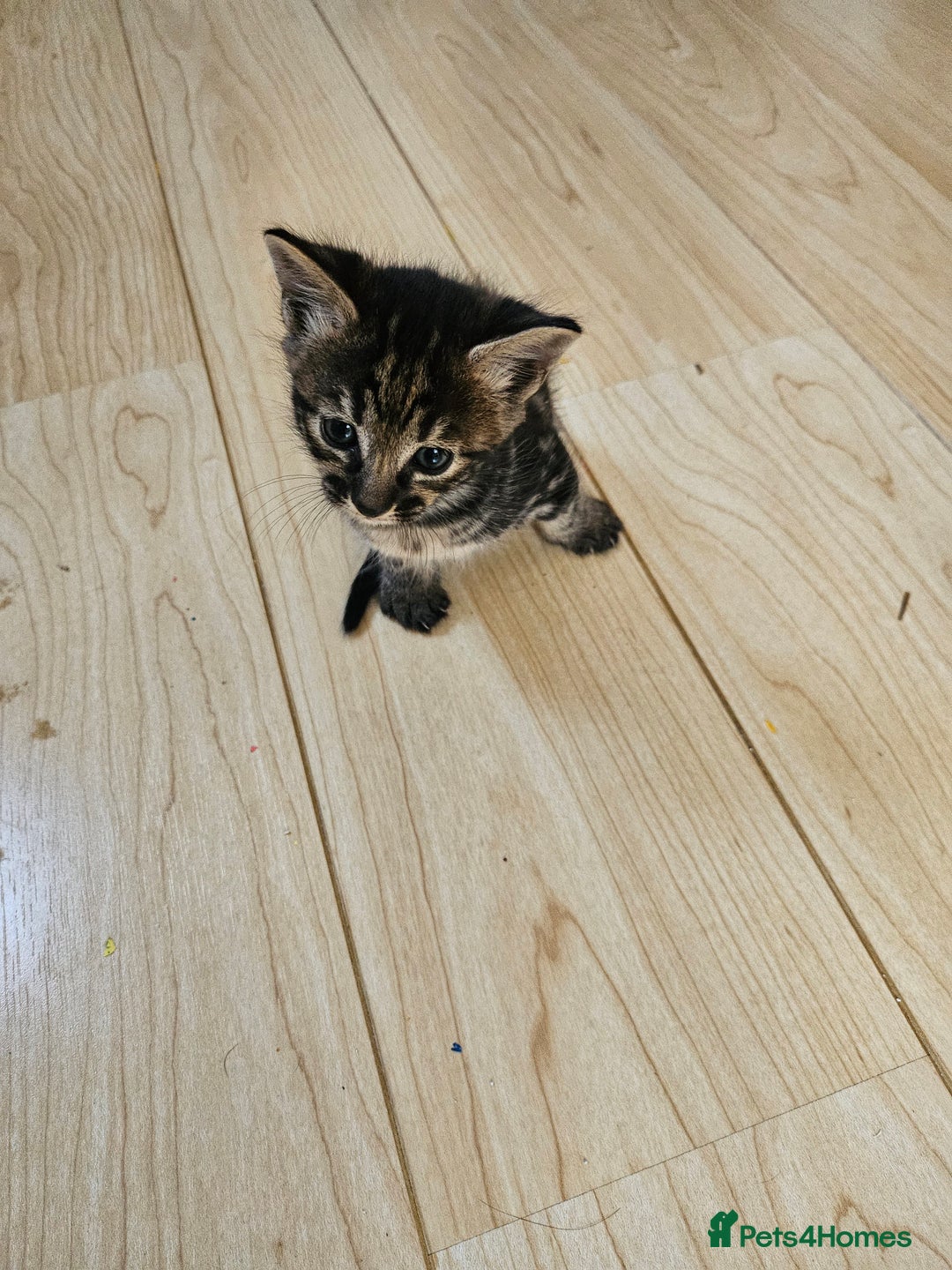 Savannah cats for sale: Beautiful Savannah cross kittens for sale - Advert 10