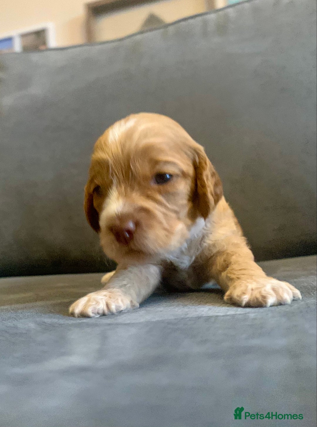 Cockapoo dogs for sale: Cockapoo F1b - Advert 27