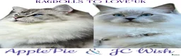 Ragdoll cats for sale: Champion bloodline Ragdoll kittens  in Mansfield - Advert 15